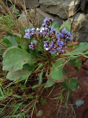 Limonium brassicifolium