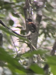 Smithornis rufolateralis