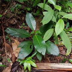 Psychotria helferiana
