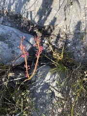 Struthiola ciliata