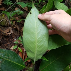 Psychotria helferiana