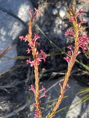 Struthiola ciliata