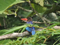 Halcyon cyanoventris