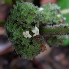 Psychotria helferiana