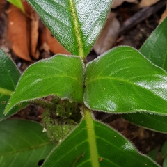 Psychotria helferiana