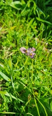 Moraea vegeta