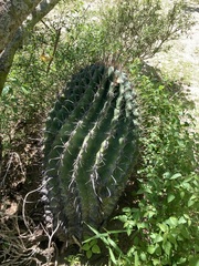 Ferocactus townsendianus