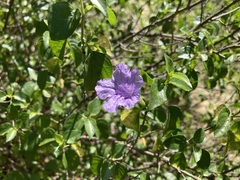 Ruellia californica peninsularis