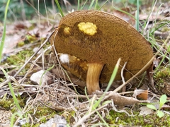 Boletus aereus