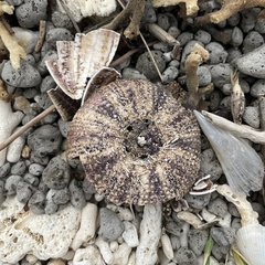 Echinoidea