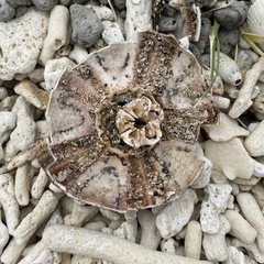 Echinoidea