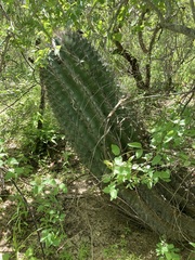 Ferocactus townsendianus