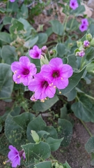 Mirabilis multiflora