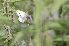 Pieris rapae