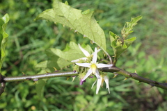 Solanum volubile