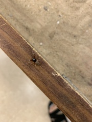 Trachelas tranquillus