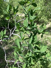 Pleradenophora bilocularis