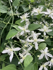 Clematis