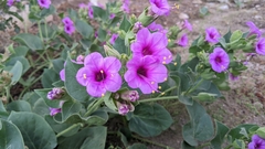 Mirabilis multiflora