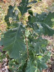 Quercus macrocarpa