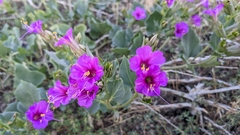 Mirabilis multiflora
