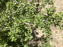 Condalia globosa