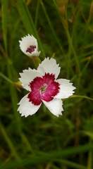 Dianthus