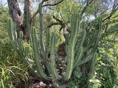 Lophocereus schottii
