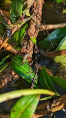 Eudryas unio
