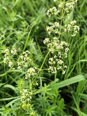 Galium album