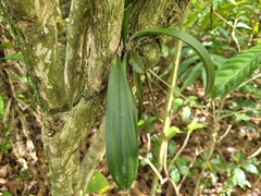 Trichocentrum pumilum