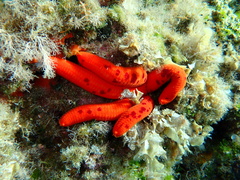 Ophidiaster ophidianus