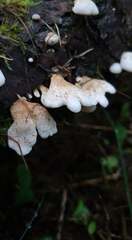 Panellus