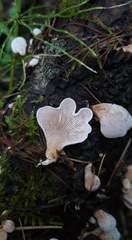 Panellus