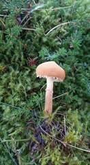 Cystoderma amianthinum