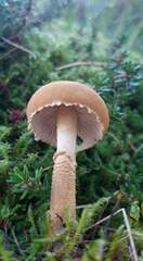 Cystoderma amianthinum