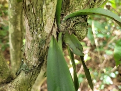 Trichocentrum pumilum