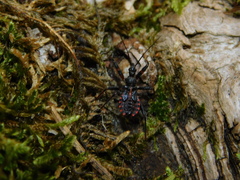Rhynocoris annulatus