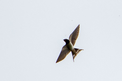 Hirundo rustica rustica