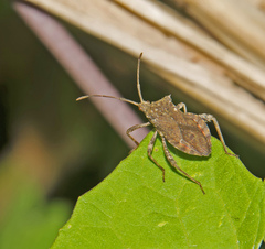 Camptischium