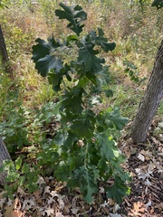 Quercus macrocarpa