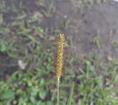 Setaria