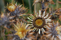 Carlina vulgaris