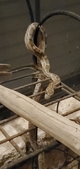 Pantherophis emoryi