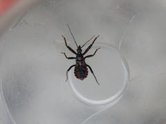 Rhynocoris annulatus