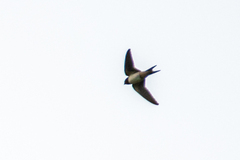 Hirundo rustica rustica