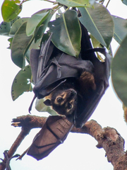 Pteropus conspicillatus