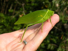 Paracaedicia serrata