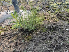 Cycloloma atriplicifolium