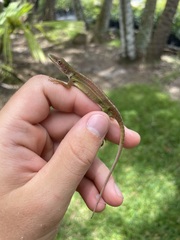 Anolis chlorocyanus